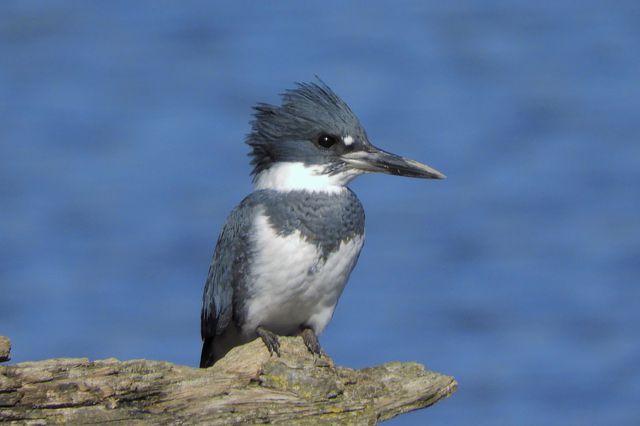 A photo of a Male belted kingfisher